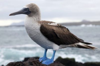 1024px-Sula_nebouxii_-Santa_Cruz_Galapagos_Islands_Ecuador-8_1-6fa9cg9fbpo3df6xfpje2ps7l92g3puhu08wuxbkmf4.jpg