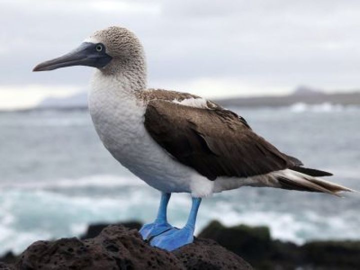 1024px-Sula_nebouxii_-Santa_Cruz_Galapagos_Islands_Ecuador-8_1-6fa9cg9fbpo3df6xfpje2ps7l92g3puhu08wuxbkmf4.jpg